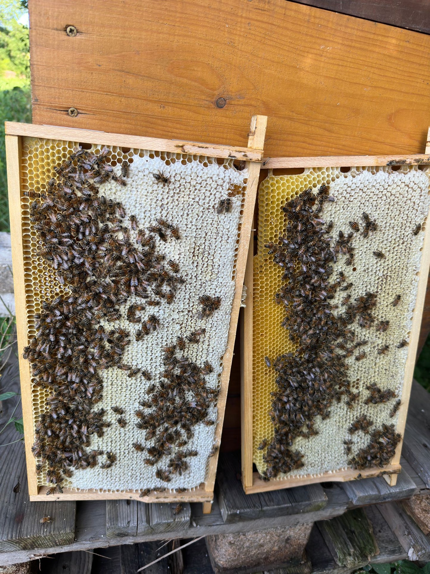 Bienenpatenschaft - Klein