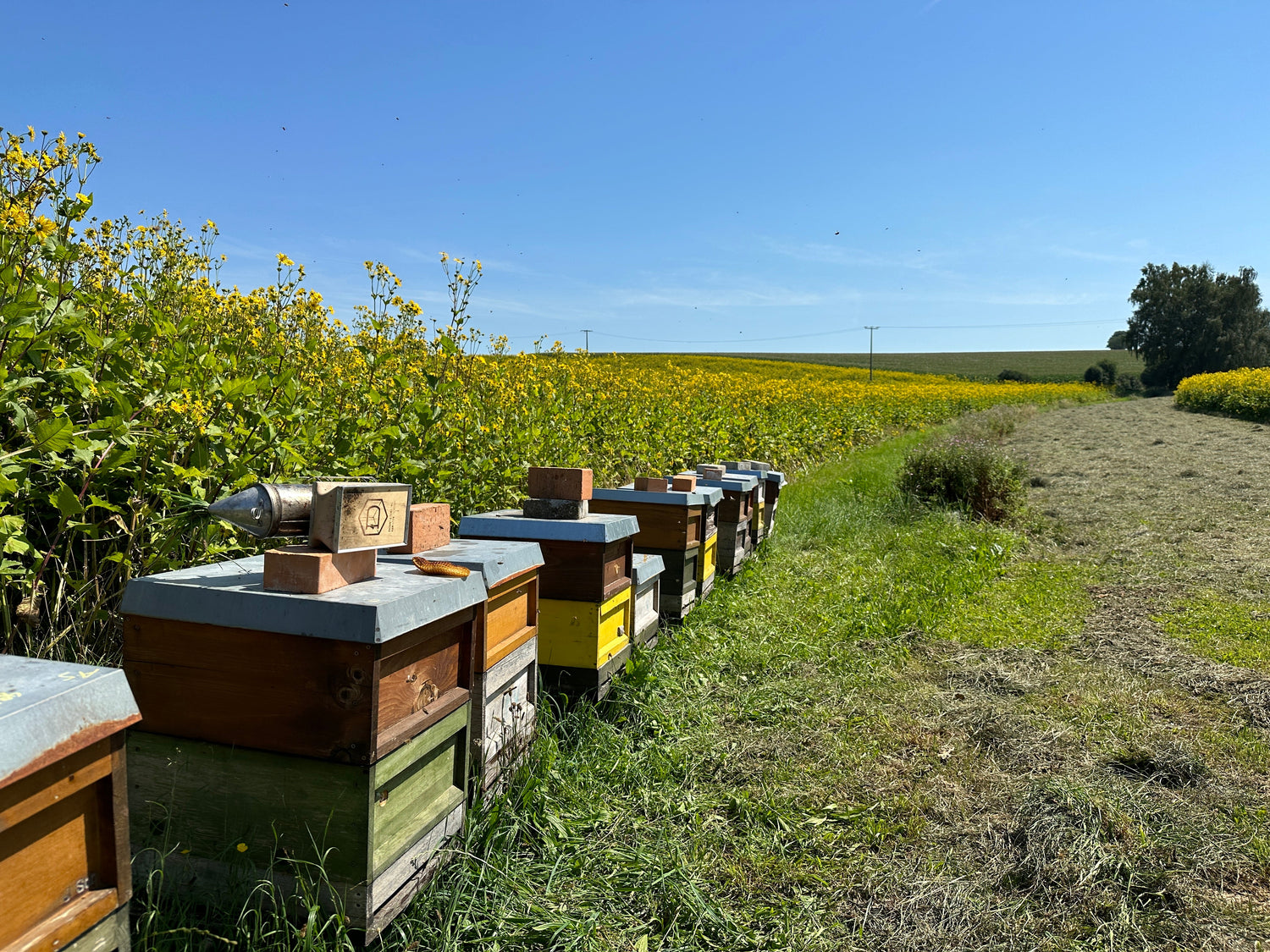 Bienen mieten
