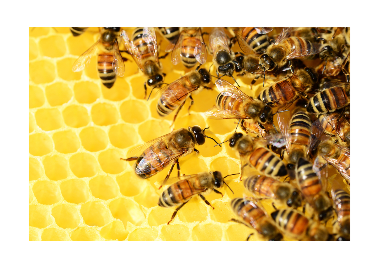 Bienenvermietung