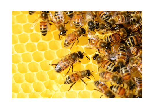 Bienenvermietung